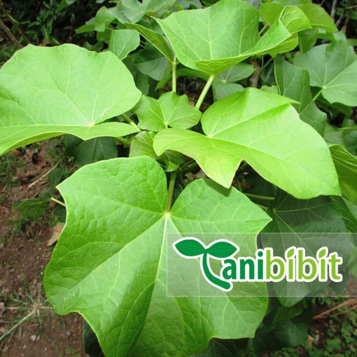 Bibit Pohon Jarak Pagar - Tanaman Buah dan Daun Herbal ASLI
