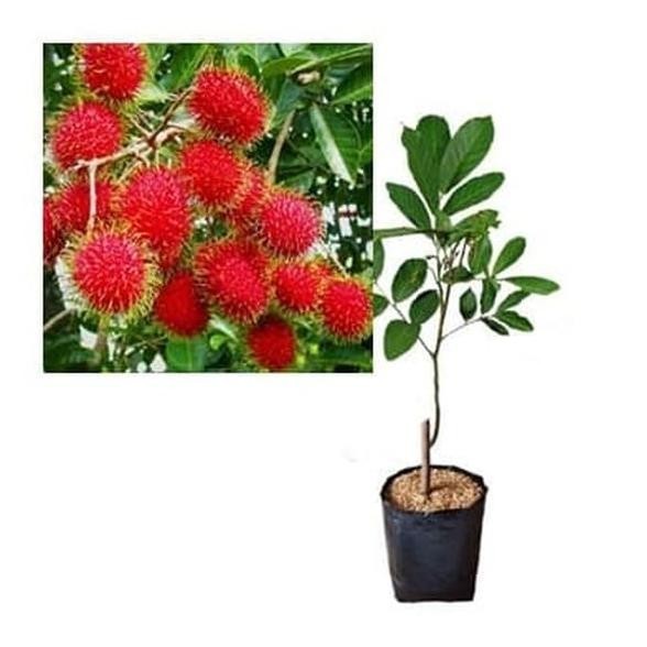 BIBIT RAMBUTAN BINJAI POHON RAMBUTAN BIBIT BUAH RAMBUTAN BINJAI ASLI