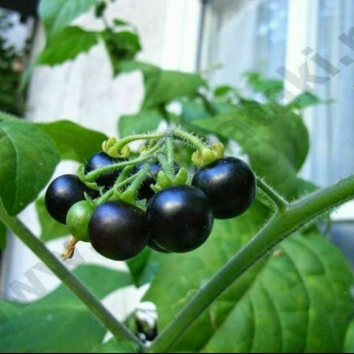 Pohon Leunca/Ranti-Bibit Tanaman Leunca/Buah Ranti MM151 ASLI