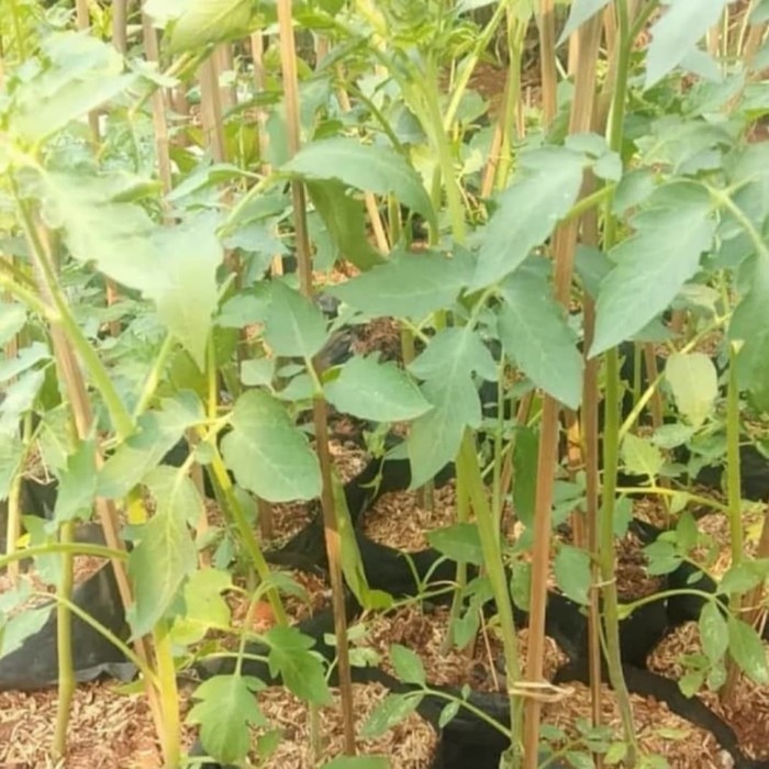 Pohon Buah Tomat - Bibit Tanaman Pohon Tomat ASLI