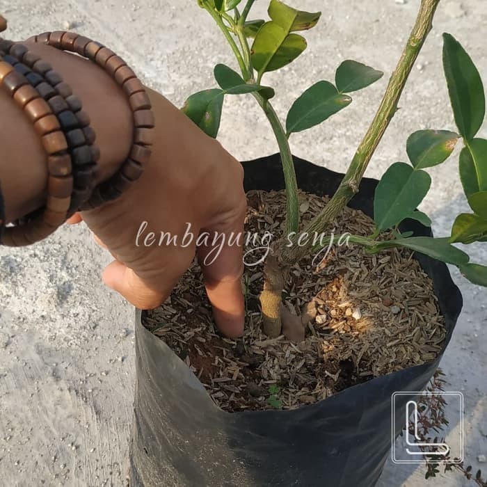Pohon Jeruk Purut Bibit Jeruk Purut Tanaman Buah Daun Jeruk Purut AA19 ASLI
