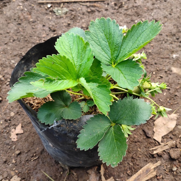 Tanaman Buah Strawberry Australia Jumbo - Bibit Pohon Strawbery Besar ASLI