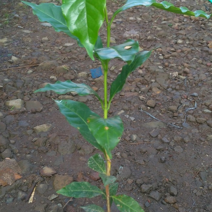 Bibit Tanaman Buah Kopi Arabika Pohon Buah Kopi Arabika ASLI