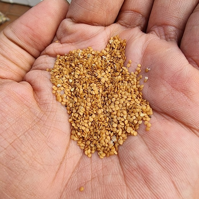 Pohon Bibit Benih Buah Ciplukan Ceplukan Cecenet Cecendet Physalis