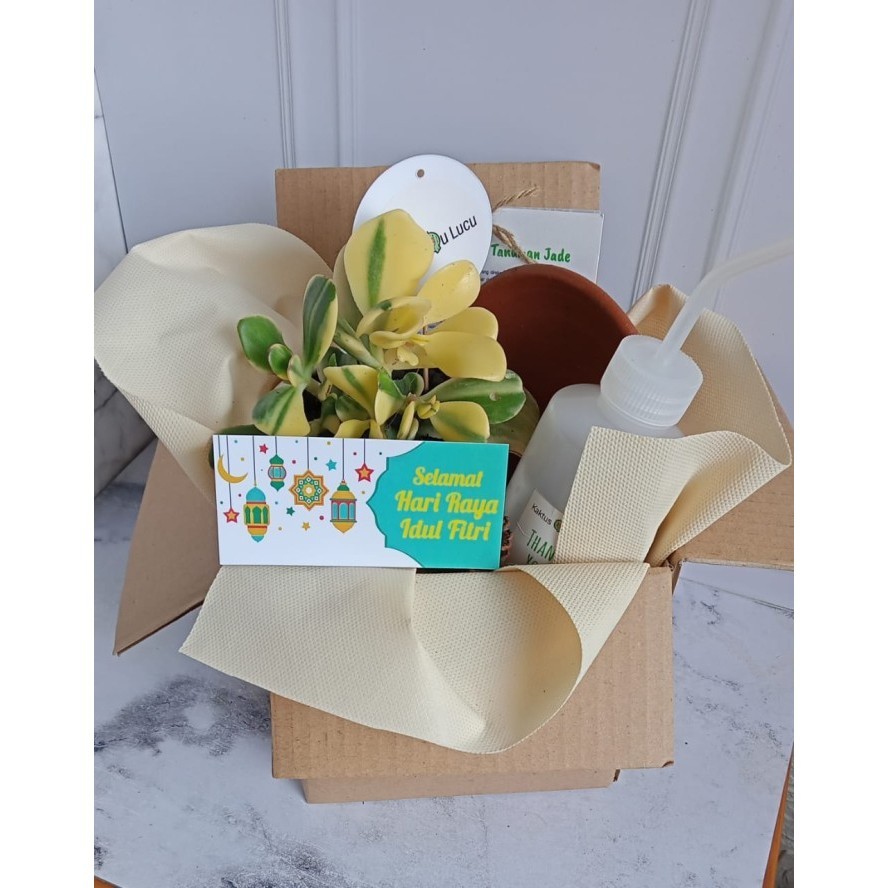 

Hampers Tanaman Jade Plant Untuk Lebaran/Hadiah Ulang Tahun/Kado Unik