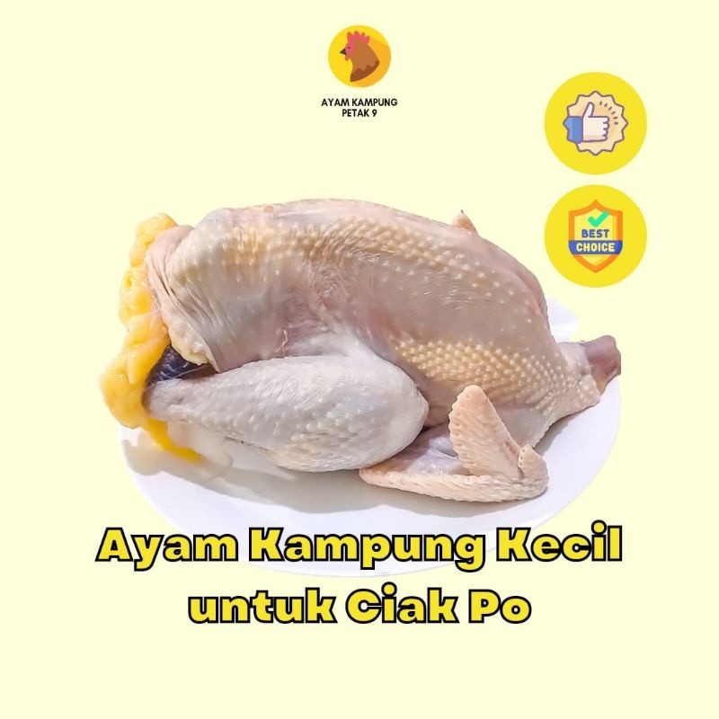 

Ayam Kampung Petak Sembilan Asli Potong Fresh Kecil Untuk Ciakpo Ukuran Dibawah 500Gr -Gratisongkir