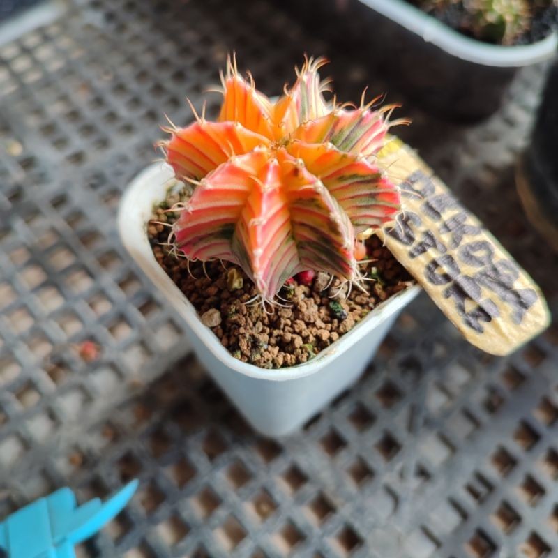 Tanaman hias kaktus gymno miha LB Variegata