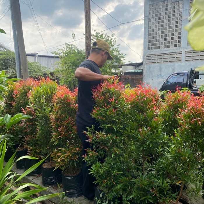 

Tanaman Hias Pucuk Merah Super Tinggi 1 Meter