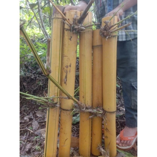 

Tanaman Hias Bambu Kuning Ampel Uk Jumbo