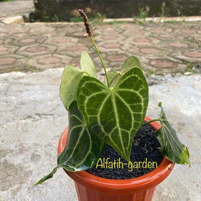 

Anthurium King Of Clarinervium Sulamjana