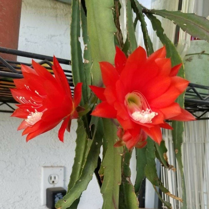 

Tanaman Hias Hoki - Wijaya Kusuma Merah Besar