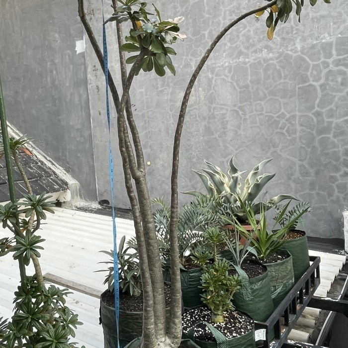Adenium Socotranum Besar