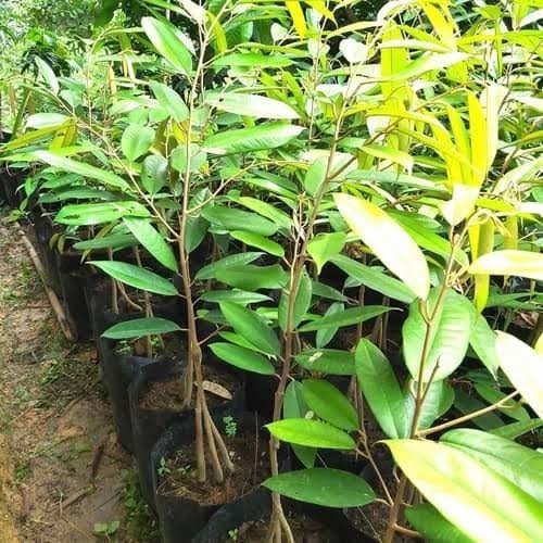 

Bibit Okulasi Durian Musang King Kaki 3 Tinggi 1 Meter