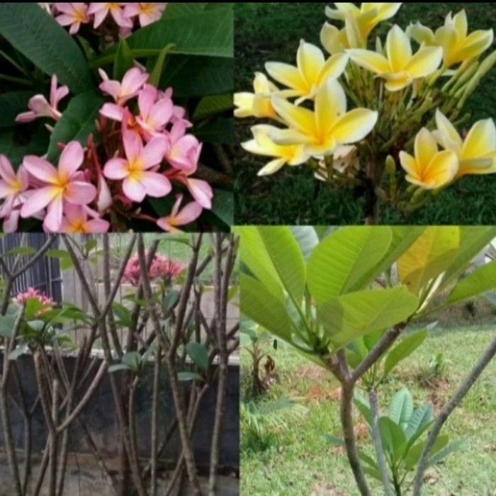 

Pohon Kemboja Bali 1 Meter Satu Paket 2 Pohon Kuning Dan Pink