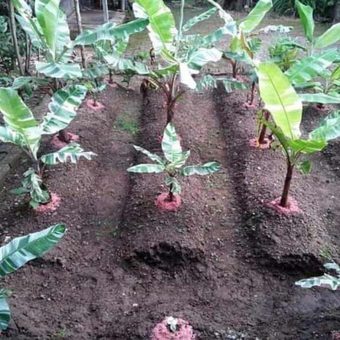 

Bibit Pohon Pisang Varigata Daun