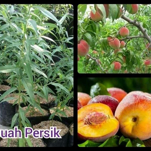 

Bibit Tanaman Persik Super