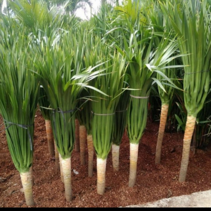 

Tanaman Hias Pandan Bali