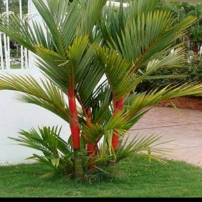 

Bibit Palm Merah Pohon Palm Merah