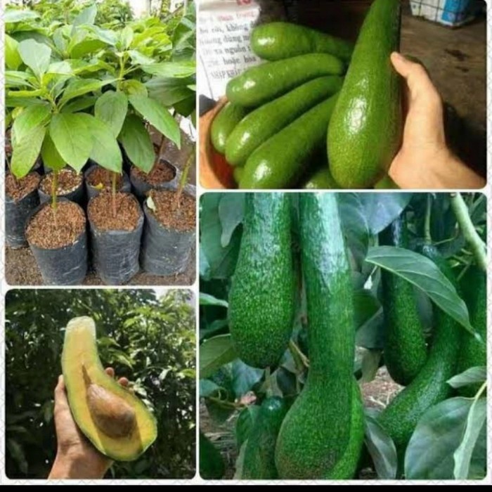 

Bibit Alpukat Aligator Hasil Okualsi