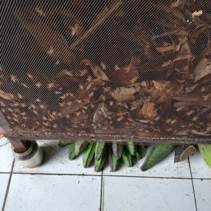 

Jangkrik Alam Berat Isi 1 Kg