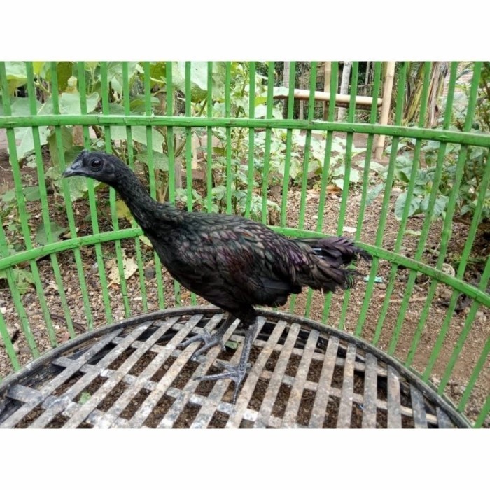 ayam bekisar cemani jantan