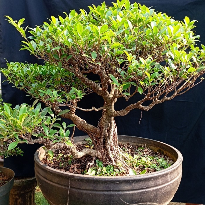 Bonsai Kimeng, Bahan Bonsai Kimeng