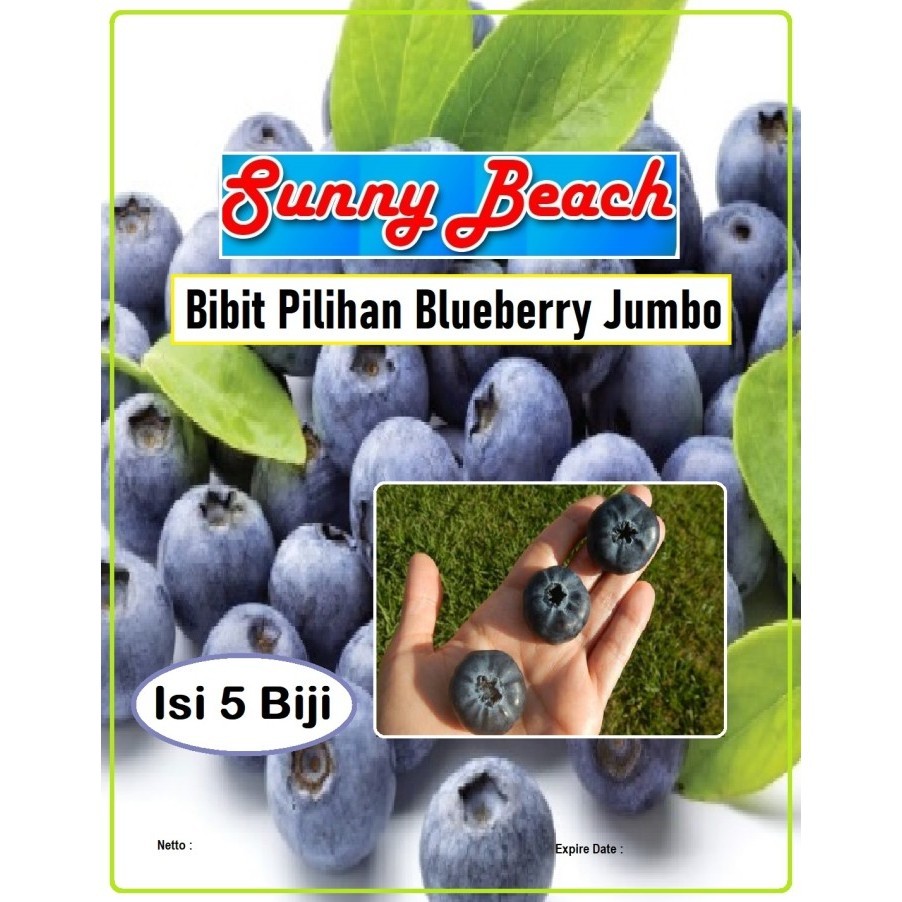 Bibit Pilihan Blueberry Jumbo Biji Benih Buah Blueberry Jumbo TOP