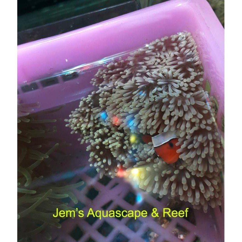 Anemon Karpet Terbaik