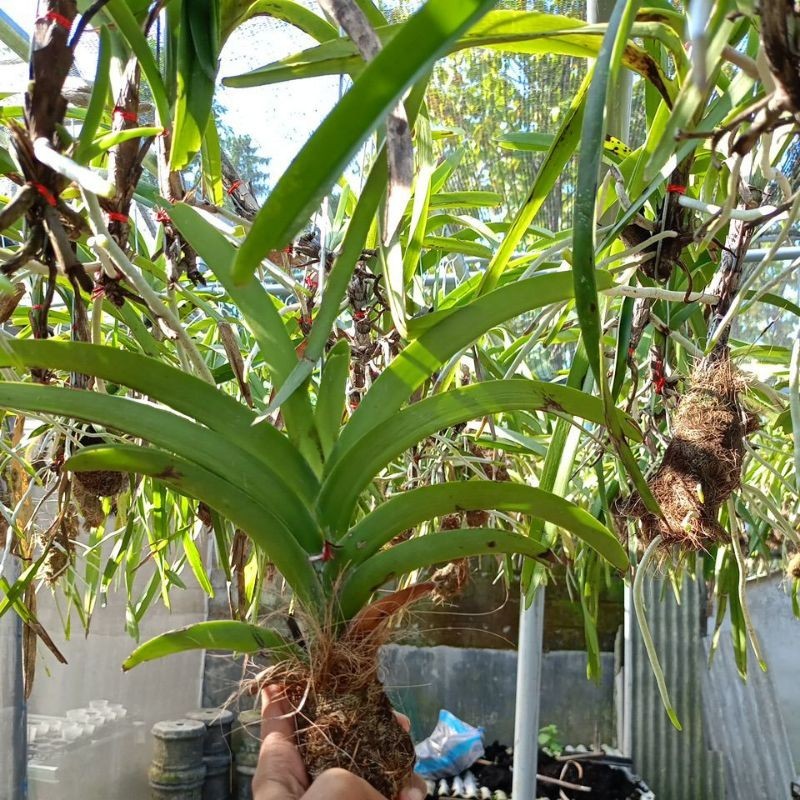 Vanda tricolor