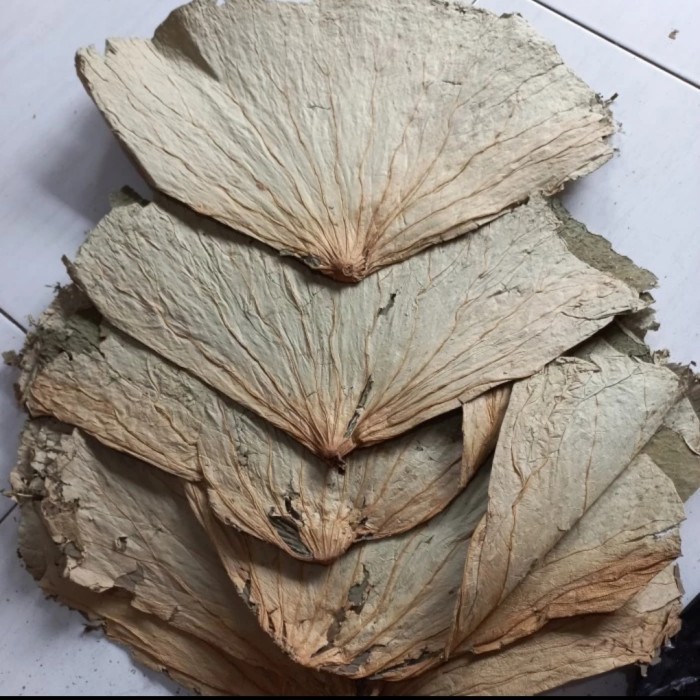 

1KG 1 KG HE LIAN YE DAUN TERATAI UTUH LEMBARAN LOTUS LEAF LEAVES