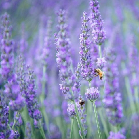 Seed Entrepreneur Bibit Benih Bunga White Salvia Hispanica Chia - 500 Butir