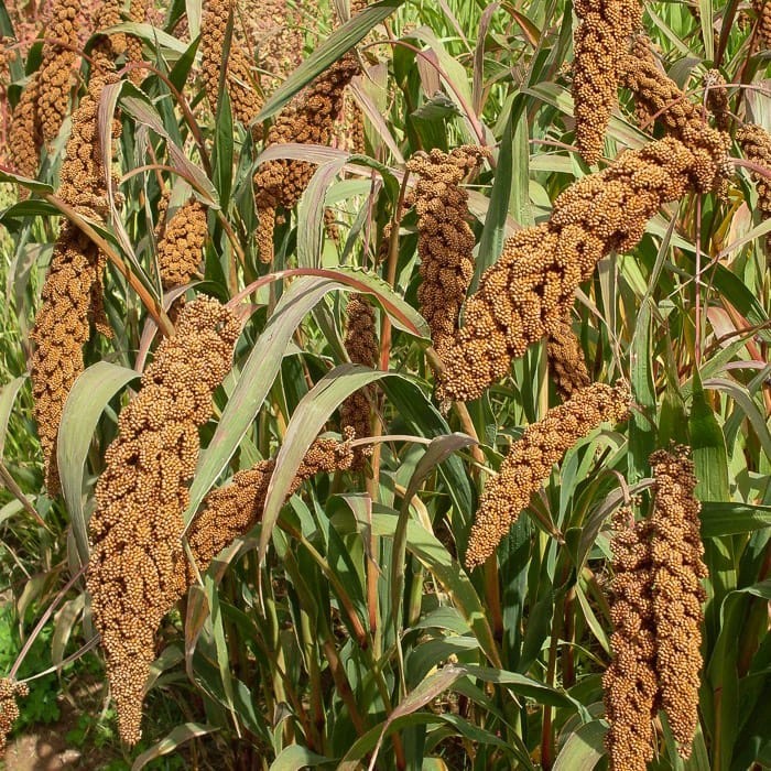 Gratis Bonus - 5 Gram Bibit Benih Jewawut