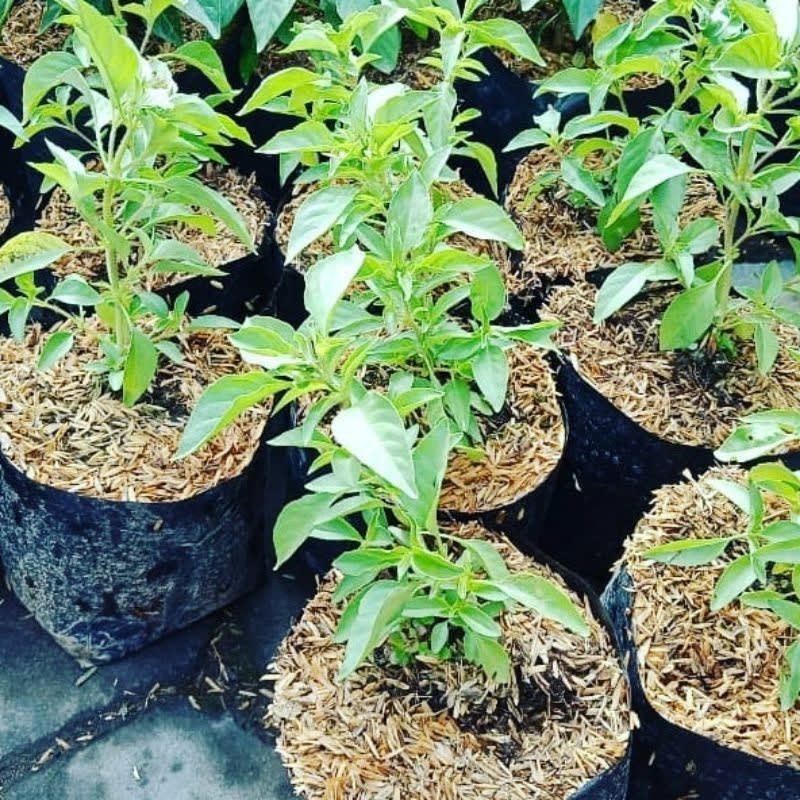 setiaraharja BIBIT - bibit kemangi /daun kemangi