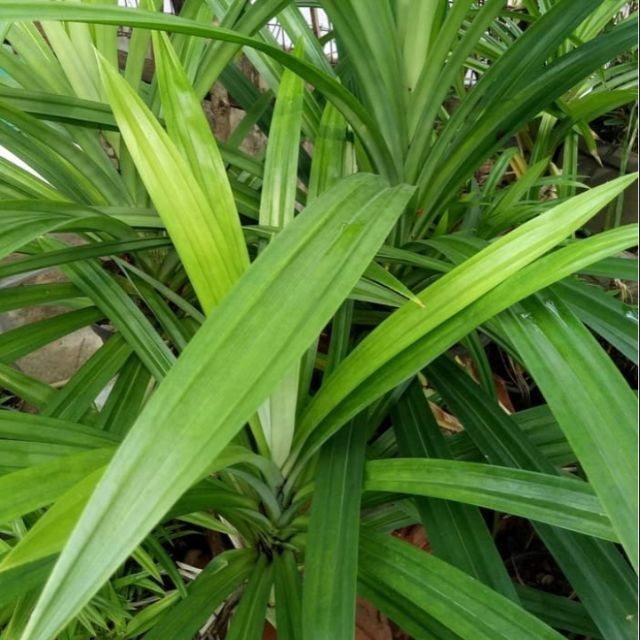 

Online Seeds Daun Pandan Wangi Kering - 20 Lembar
