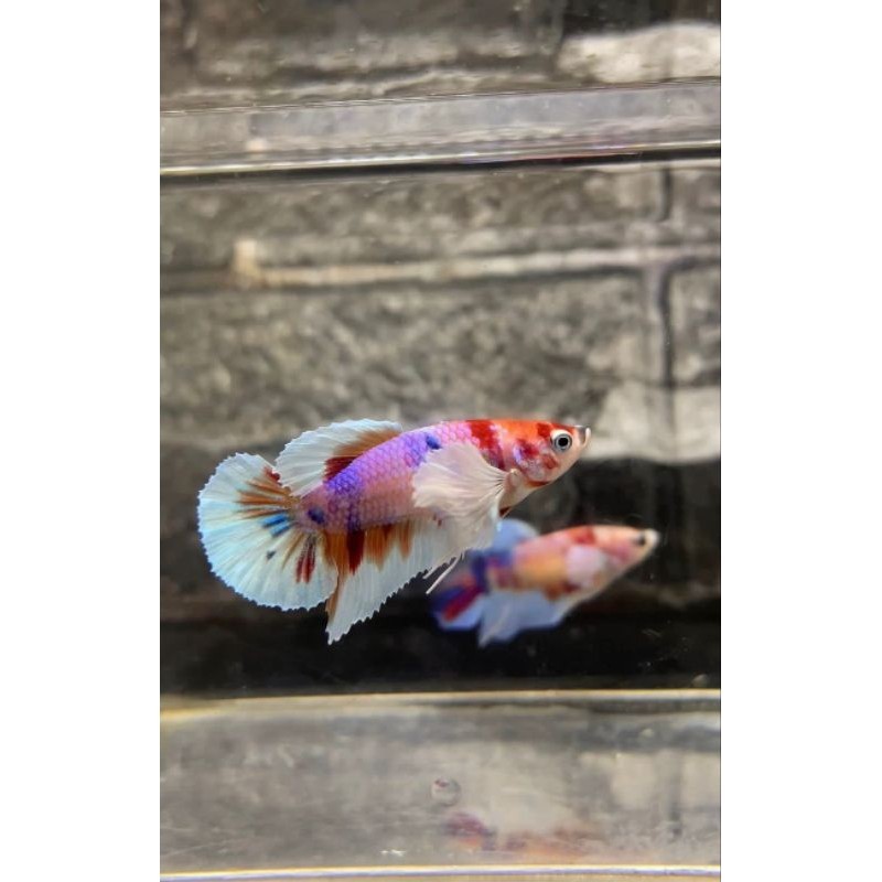 Female full egg Cupang Dumbo ear candy multycollor