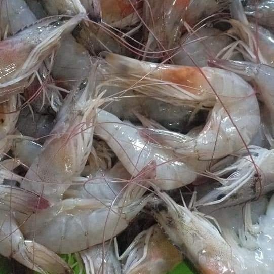 

udang peci kecil dijamin segar per 500gram
