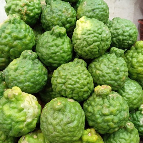 

Online Seeds Buah Jeruk Limau Purut Segar - 3 Buah