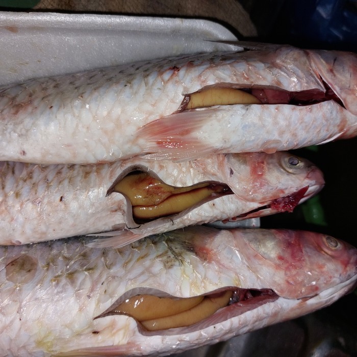 

Ayala - Seafood Ikan Belanak Telur Bertelur
