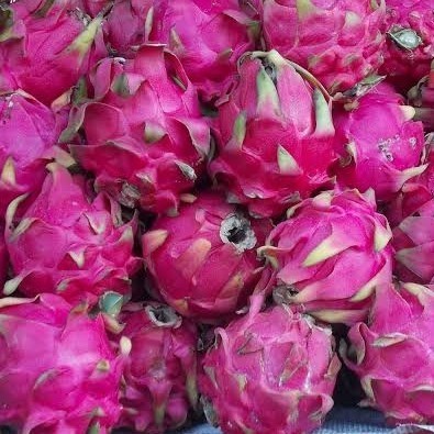 

Buah Naga 1 Kg