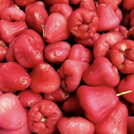 

Jambu Air Rujak 1 Kg
