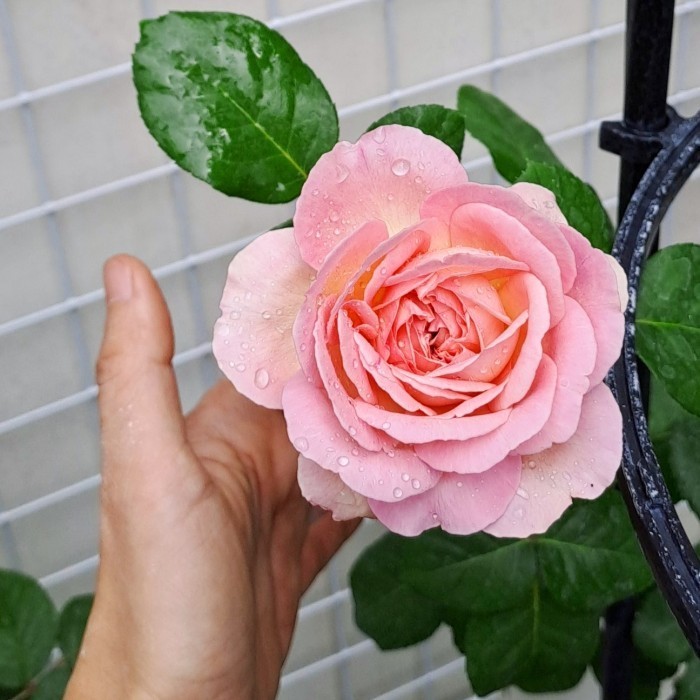 Pupuk Cair Organik Nutrisi Lengkap Bunga Mawar Tanaman