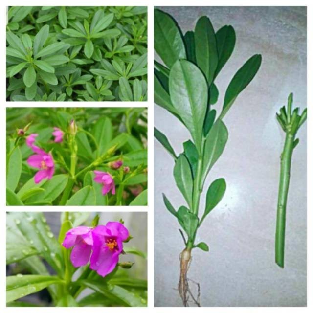 Seed Center Daun Ginseng Jawa Herbal Kering (25 Lembar)