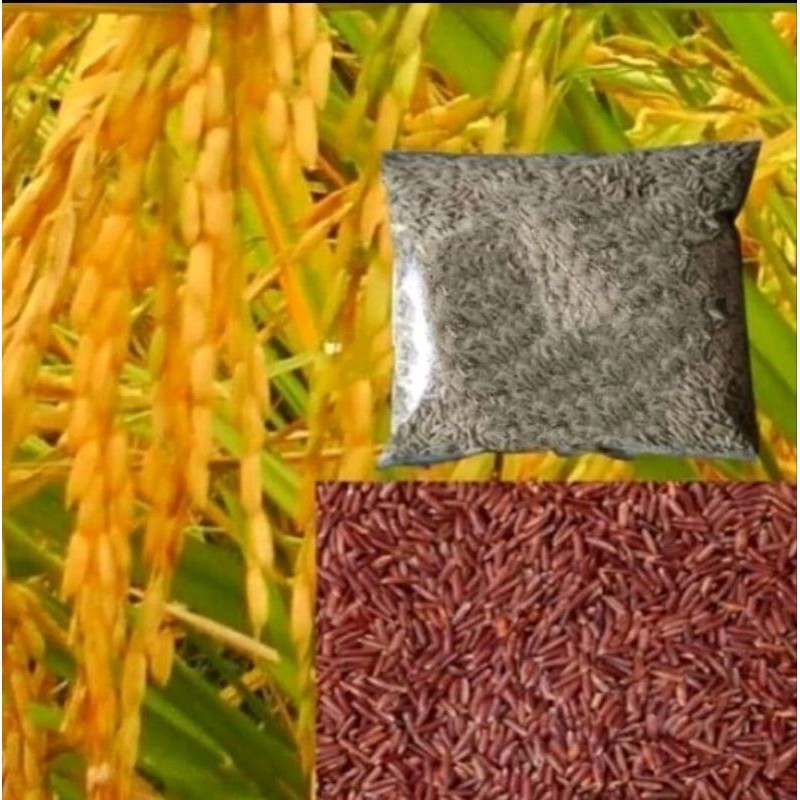 bibit Padi Beras Merah Unggul Bibit Asli Beras Merah 1(KG)