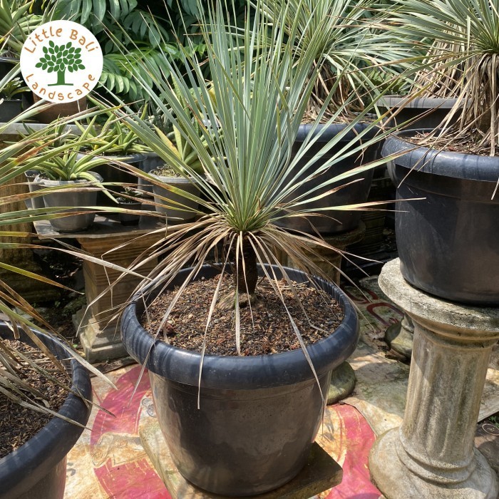 Tanaman Yucca Rostrata Tinggi 80Cm