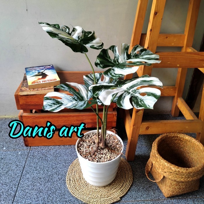 Monstera Variegata Palsu/ Monstera Plastik/ Tanaman Monstera