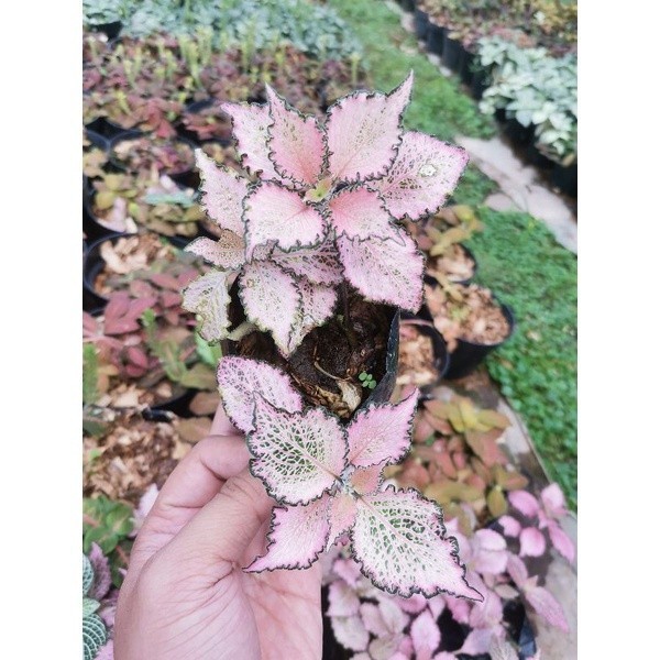 Tanaman Hias Fittonia Pink Impor / Fittonia Frankie Import