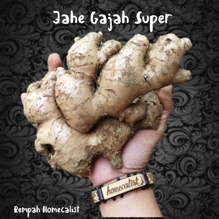 

PR708 Jahe Gajah Segar 1Kg Bumbu Bahan Masakan DISKON