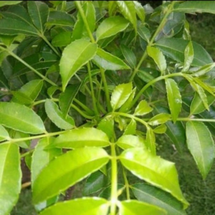 

KP327 Daun kedondong Segar 150gram Bahan masakan & Herbal unggul PROMO SPECIAL