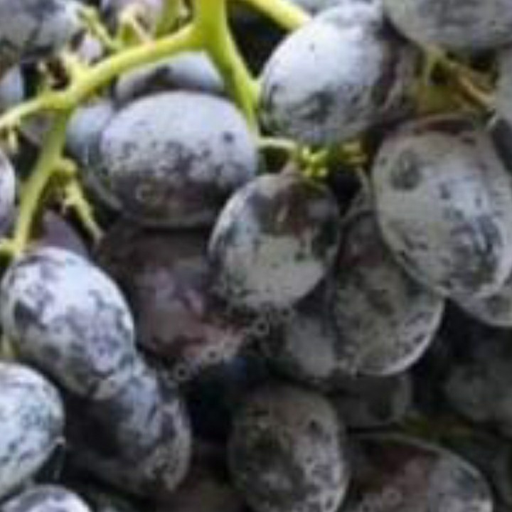 

anggur autumn royal 9kg