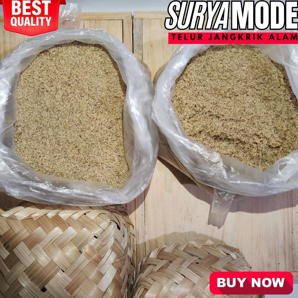 Diskon Telur Jangkrik Kalung Siap Kirim Tj773